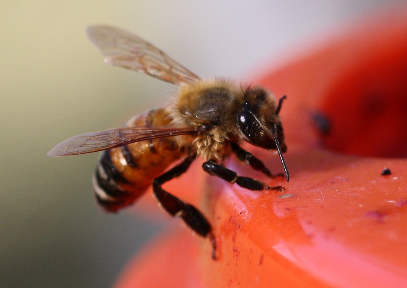 Bee on Feeder by Gyohi