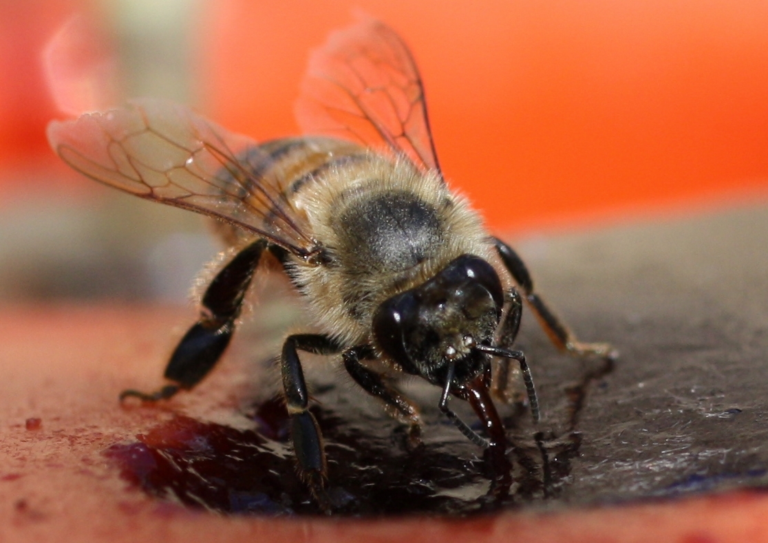 Honey Bee Eating Grape Jam by Gyohi