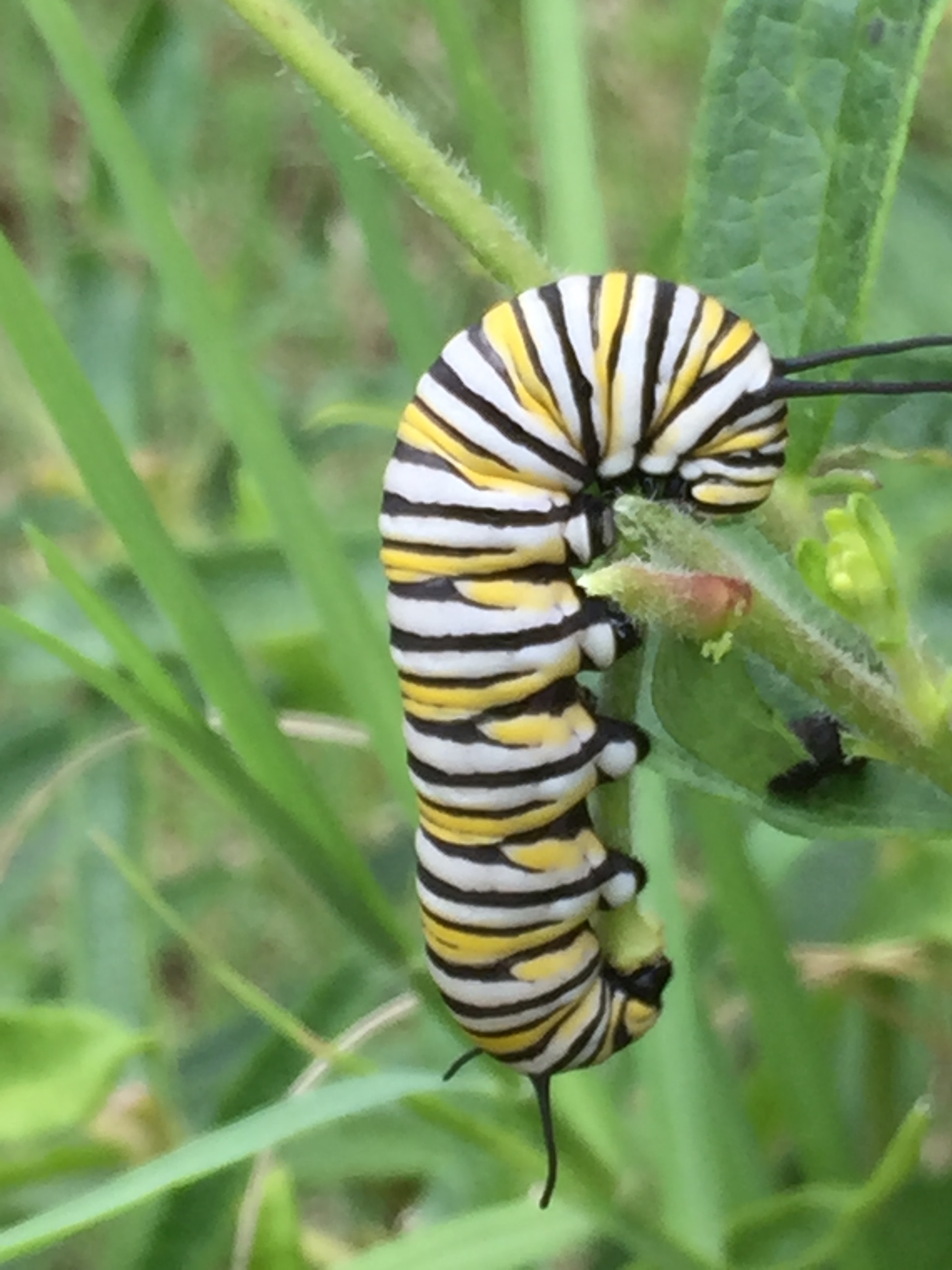 Caterpiller Feeding by Gyohi