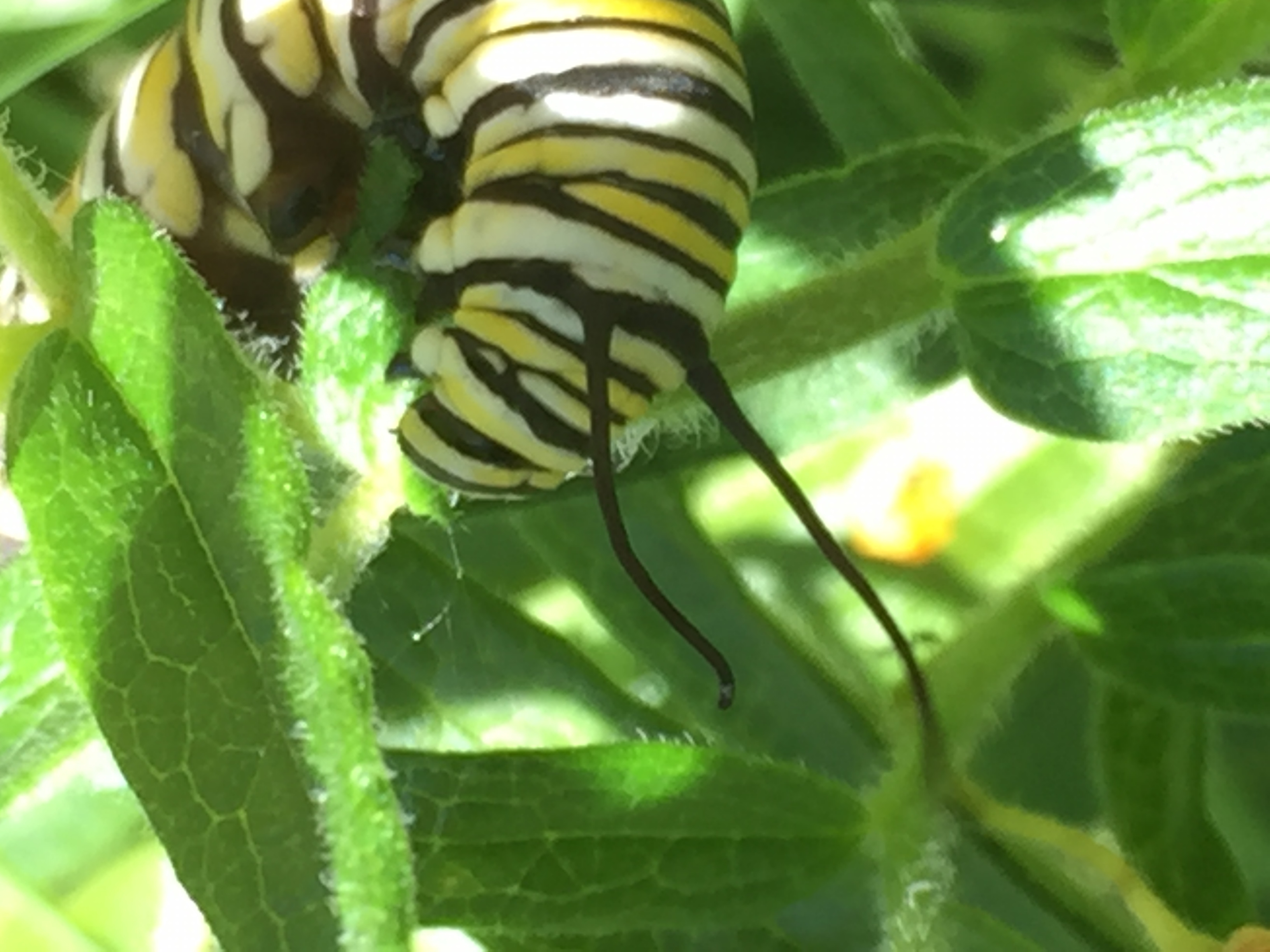 Monarch Caterpiller by Gyohi