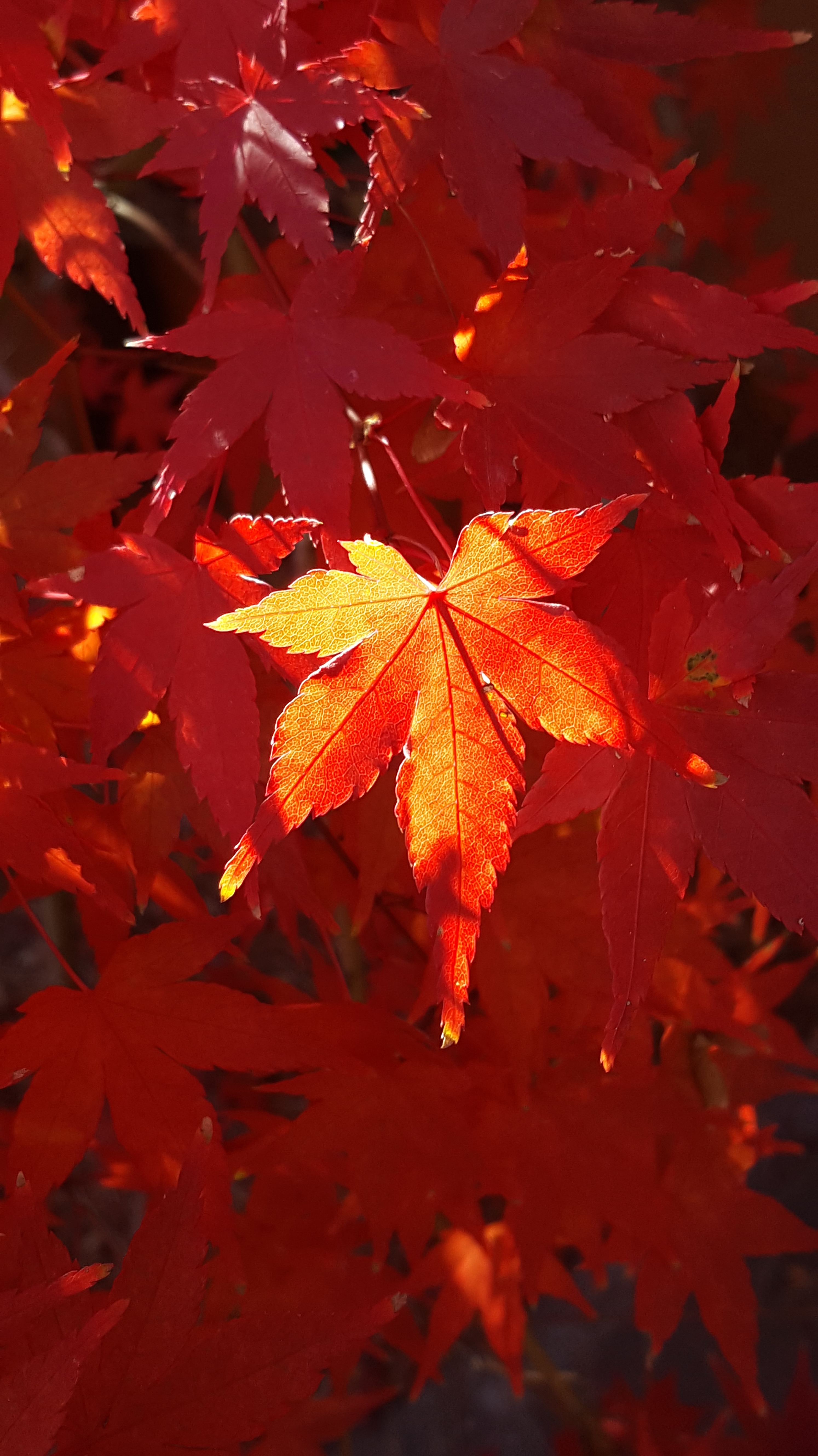 Japanese Maple in Afternoon Light by C. Van West