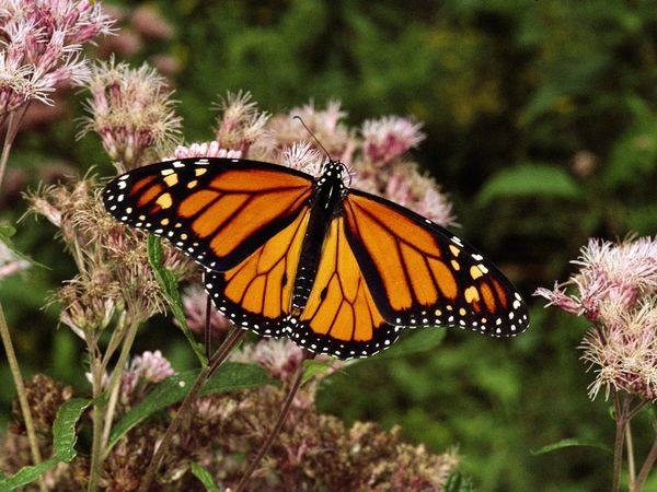 Monarch Butterfly