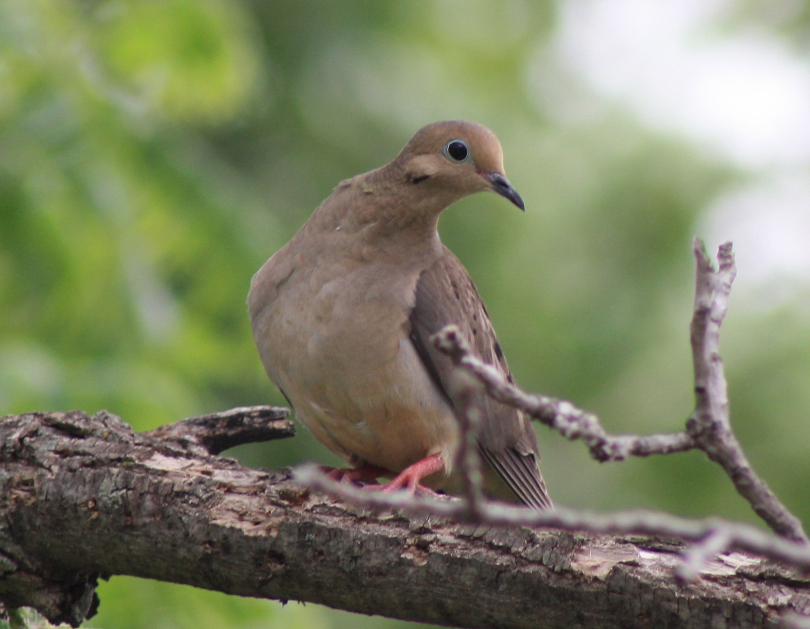 Mourning Dove