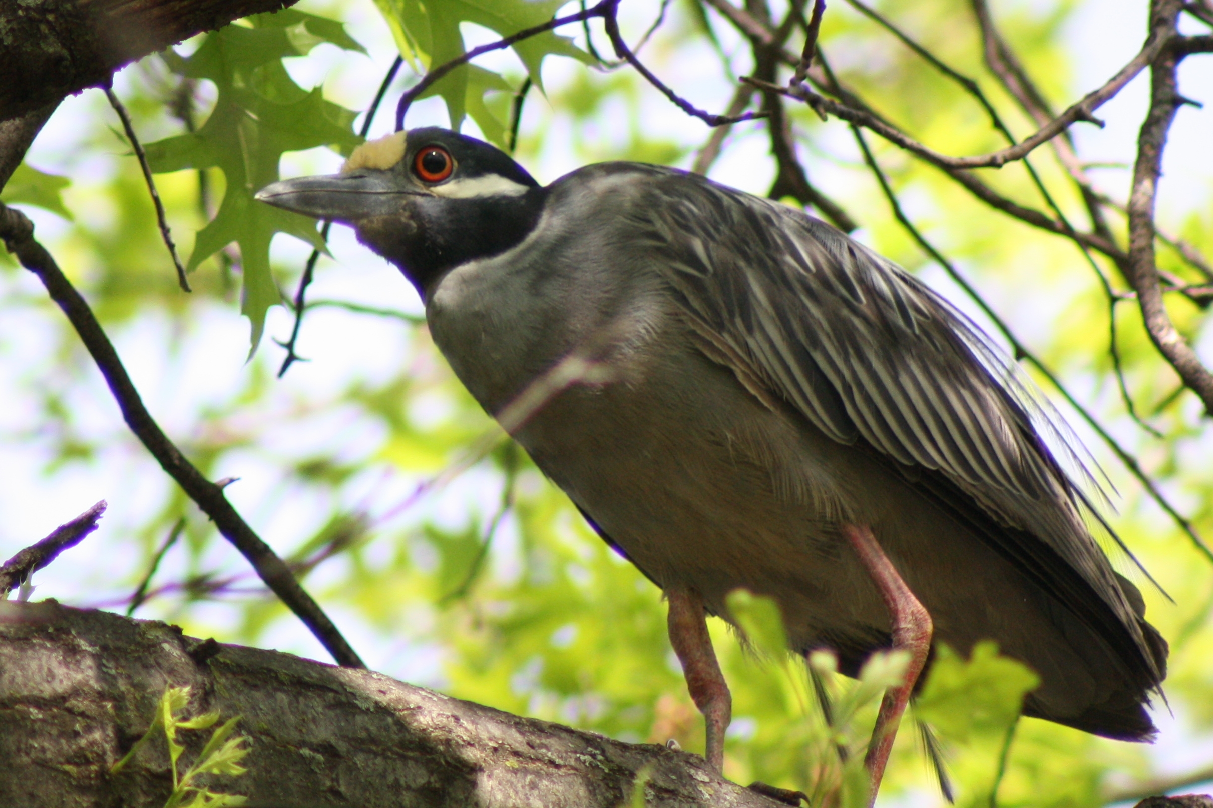 Yellow-Crowned Night Heron