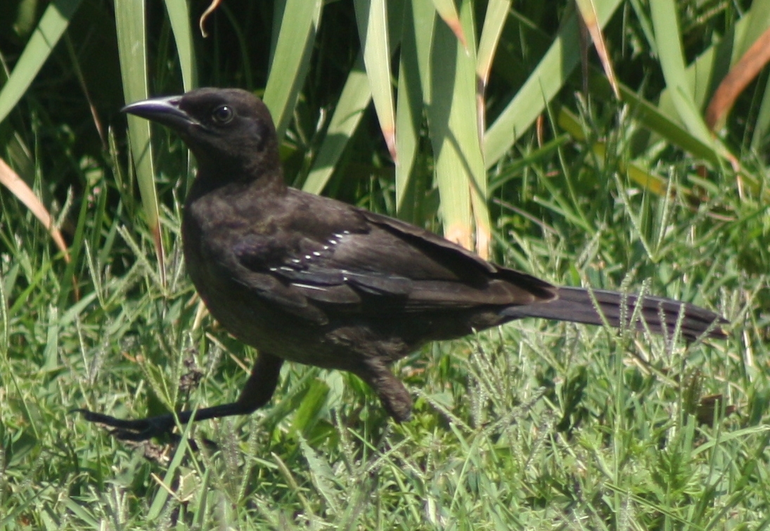 Truckin' Blackbird