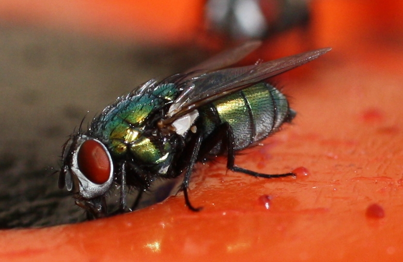 Greenbottle Fly, eating Grape Jam