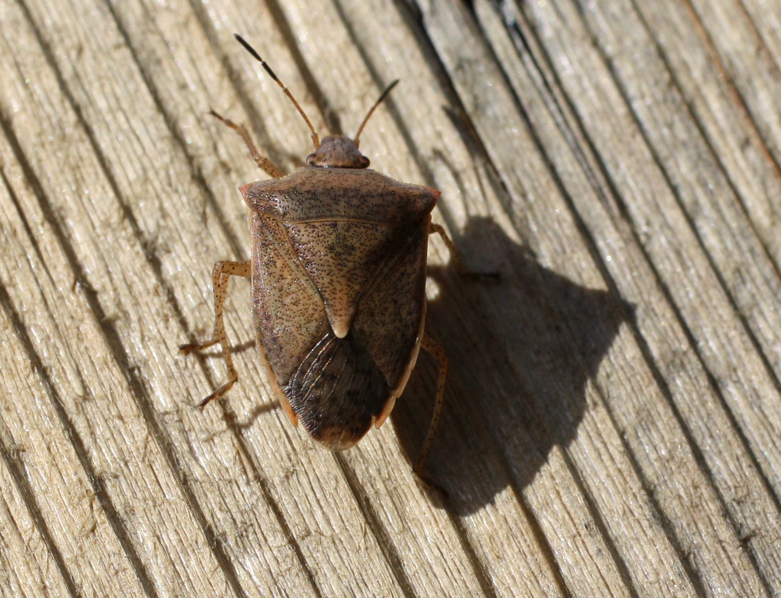 Spined Soldier Bug