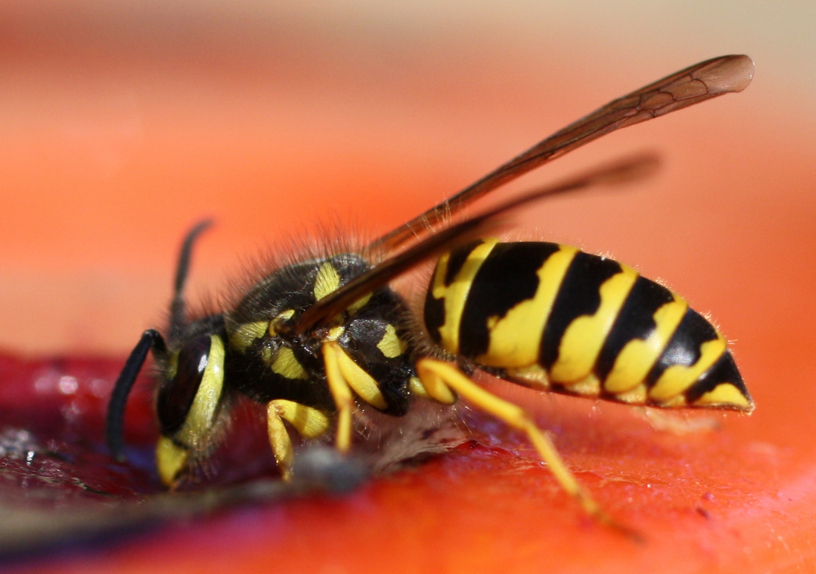 Yellow Jacket eating Grape Jam