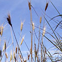 photo mid America grasslands