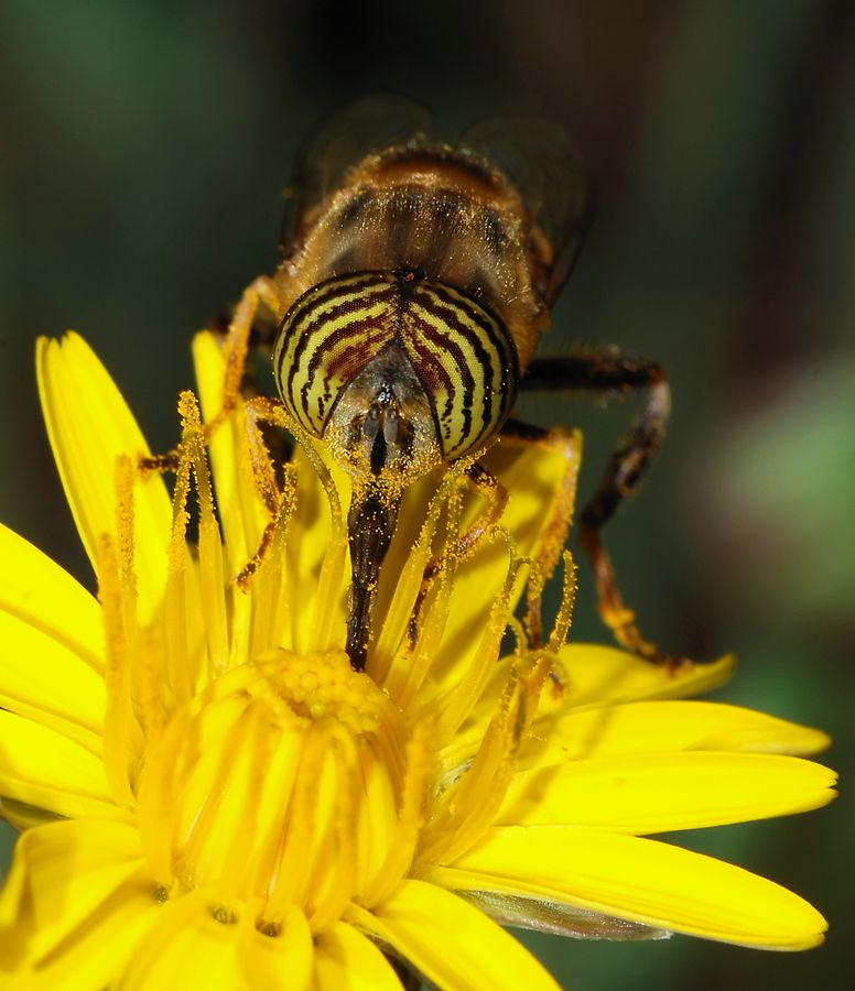 Male Hoverfly pollinating a flower